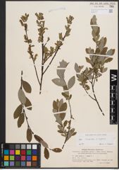 Foto von Salix cinerea L. x Salix repens L.
